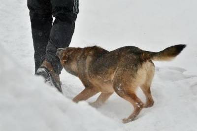 Люди vs собаки: как остановить череду трагедий - argumenti.ru - Башкирия