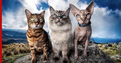 Названы породы кошек, которые живут дольше других - profile.ru