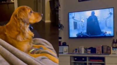 Star Wars - Как собака реагирует на Дарта Вейдера в "Звездных войнах": смешное видео стало вирусным - 24tv.ua