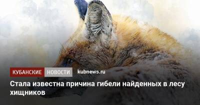 Стала известна причина гибели найденных в лесу хищников - kubnews.ru - Краснодарский край - респ. Адыгея
