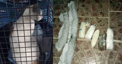 В Панаме задержали кота-курьера, который проносил наркотики в тюрьму - focus.ua - Панама - Республика Панама