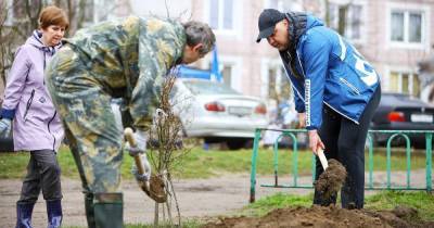 Антон Алиханов - Депутат Александр Колодяжный заложил вместе с жителями Батальной Аллею добрых дел (фото) - klops.ru