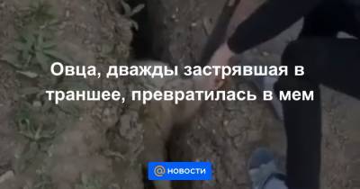 Овца, дважды застрявшая в траншее, превратилась в мем - news.mail.ru - Аргентина