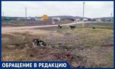 «Собирали по частям — руки, ноги, полчерепа»: в Башкирии собаки растерзали мальчика и «бегают дальше», рассказала местная жительница - bloknot.ru - Башкирия - район Учалинский