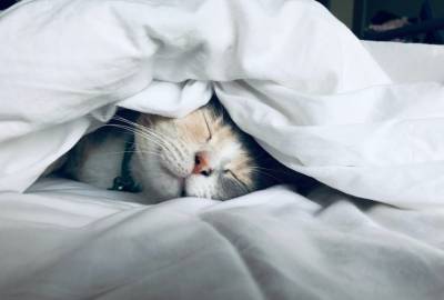 Почему кошки во сне прижимаются к хозяину: интересное объяснение - 24tv.ua