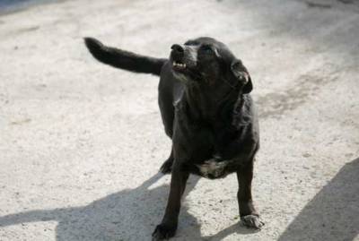 В Башкирии бродячие собаки насмерть загрызли четырехлетнего мальчика - novostiua.news - Башкирия - район Учалинский