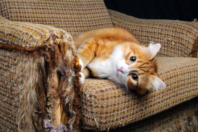 Как защитить диван от кошачьих когтей? - skuke.net