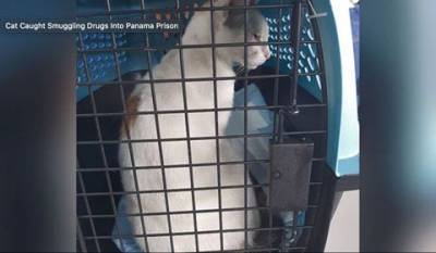 Полиция Панамы задержала кошку-наркокурьера, которая носила наркотики в тюрьму (ФОТО) - enovosty.com - Панама - Республика Панама