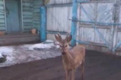 В Бурятии разразилась перепалка по поводу косули, зашедшей в ограду дома - ulan.mk.ru - Улан-Удэ - респ.Бурятия