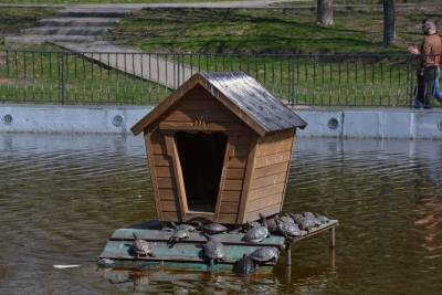 В одесский парк Победы вернулись красноухие черепахи и лебедь (фото) - odessa-life.od.ua