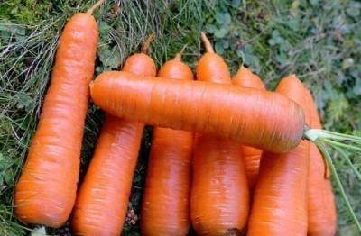 Сорт моркови Шантане: описание, фото и отзывы - skuke.net