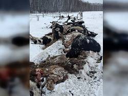 «Шкура да кости»: коровы массово гибнут от голода в новосибирской деревне - newsland.com - Новосибирск - Новосибирская обл.