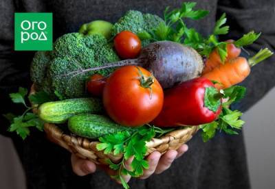 Шпаргалка огородника: как защитить овощи от болезней - skuke.net