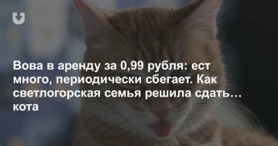 Вова в аренду за 0,99 рубля: ест много, периодически сбегает. Как светлогорская семья решила сдать… кота - news.tut.by - Светлогорск