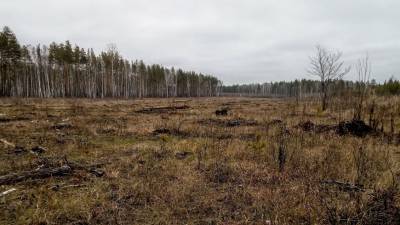 Предприниматель из Ветлуги незаконно вырубил лес на 2,5 млн рублей - vgoroden.ru - Нижегородская обл.