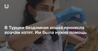 В Турции бездомная кошка принесла врачам котят. Им была нужна помощь - news.tut.by - Турция