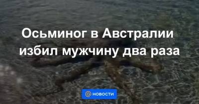 Осьминог в Австралии избил мужчину два раза - news.mail.ru - Австралия