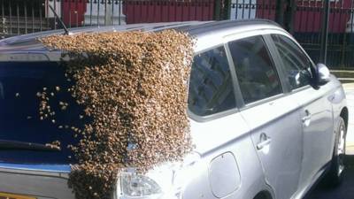 В штате Нью-Мексико мужчина обнаружил у себя в машине несколько тысяч пчел - golos-ameriki.ru - New York - штат Нью-Мексико