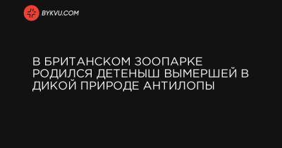 В британском зоопарке родился детеныш вымершей в дикой природе антилопы - bykvu.com