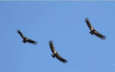 В США и Великобритании орнитологи спасают редких птиц - inform-ua.info - Англия - Колумбия - Мексика - шт. Калифорния