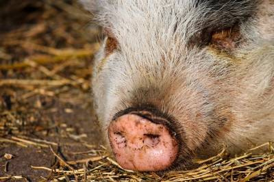 АЧС снова наносит урон свиноводству Китая: уничтожено 20% поголовья - agroportal.ua - Китай