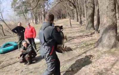 Неделю была на льдине без еды: спасатели бросились на помощь собаке, но возникли трудности, фото - kharkov.politeka.net - Харьковская обл. - Харьков