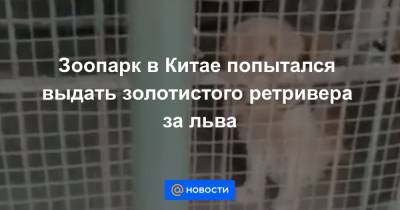 Зоопарк в Китае попытался выдать золотистого ретривера за льва - news.mail.ru - Египет - провинция Сычуань
