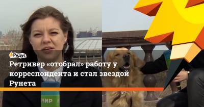 Надежда Сережкина - Ретривер «отобрал» работу у корреспондента и стал звездой Рунета - ridus.ru