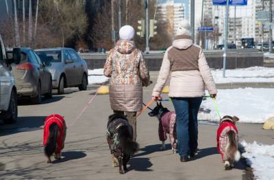 Собаку в Петрозаводске ударило током от фонарного столба - gubdaily.ru - Санкт-Петербург - Петрозаводск