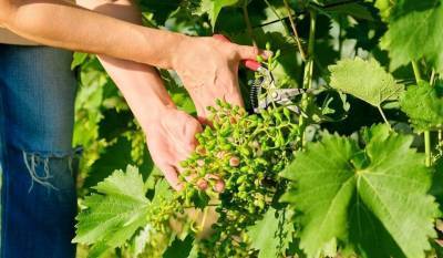 Уход за ягодными кустарниками весной - skuke.net - Виноград