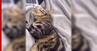 Кот попытался обмануть хозяйку, чтобы не идти мыться: видео - profile.ru