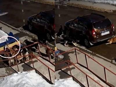 Котокунг-фу во всей красе: котенок смог отбиться от стаи собак в Перми - bloknot.ru - Пермь