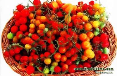 Сорта томатов черри – обзор с фото и описанием и мои отзывы о них - skuke.net