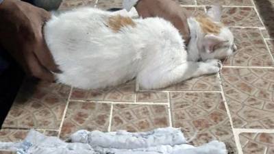 В Панаме поймали кота-наркокурьера при попытке пронести в тюрьму наркотики - iz.ru - Панама - Республика Панама