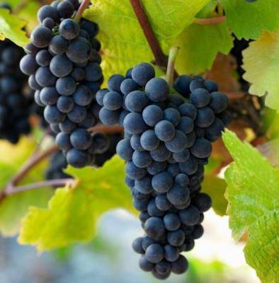 Сорт винограда Пино Нуар (Pinot Noir): характеристика и описание, фото, отзывы - skuke.net - Виноград