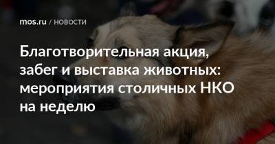 Благотворительная акция, забег и выставка животных: мероприятия столичных НКО на неделю - mos.ru - Москва