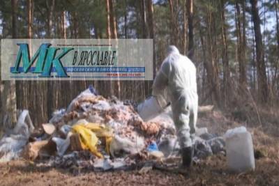 Мертвых свиней найденных в Ярославском районе сожгли в крематории - yar.mk.ru - Ярославль