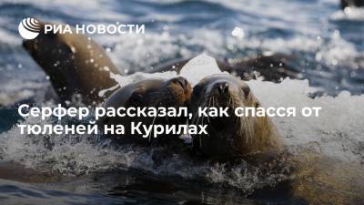 Серфер рассказал, как спасся от тюленей на Курилах - ria.ru - Россия - Сахалинская обл. - Южно-Сахалинск