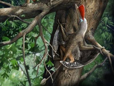 У жившего 160 миллионов лет назад птерозавра большие пальцы были противопоставлены остальным - polit.ru