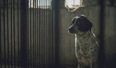 Тысячи бездомных псов и ноль приютов: кто ответит за растерзанного ребенка в Башкирии - newizv.ru - Башкирия