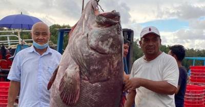 Малайзия - В Малайзии мужчина поймал рыбу весом в 161 кг (фото) - focus.ua
