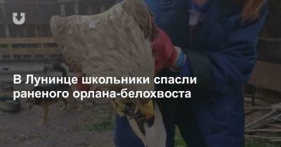 В Лунинце школьники спасли раненого орлана-белохвоста - news.tut.by - Минск