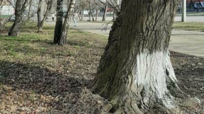 На ул. Луначарского деревья побелели лишь с одной стороны - penzainform.ru - Пенза