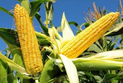 Україна забезпечує 13% світового експорту кукурудзи - novostiua.news - Украина - Україна - Єгипет
