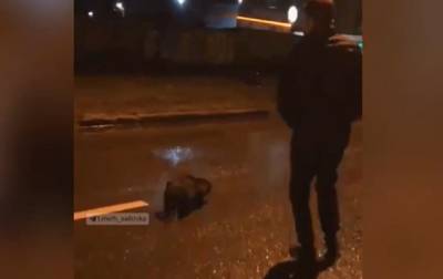 В Харькове по улице гулял дикий бобер - korrespondent.net - Харьков