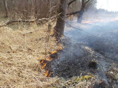 За пал травы в Ленобласти можно получить штраф до 400 000 рублей - ivbg.ru - Ленинградская обл.