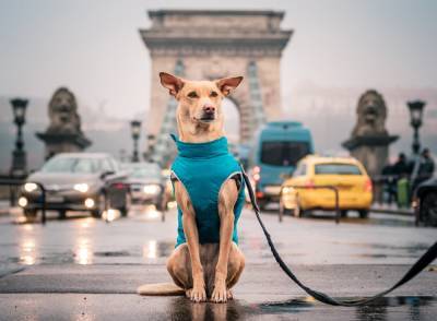 Популярная собака-путешественник Чапати подготовила сюрприз для украинцев - 24tv.ua - Киев