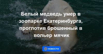 Белый медведь умер в зоопарке Екатеринбурга, проглотив брошенный в вольер мячик - news.mail.ru - Екатеринбург - Чукотка