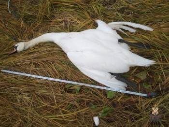 В Сокольском районе браконьер открыл огонь по семье лебедей - vologda-poisk.ru - район Сокольский
