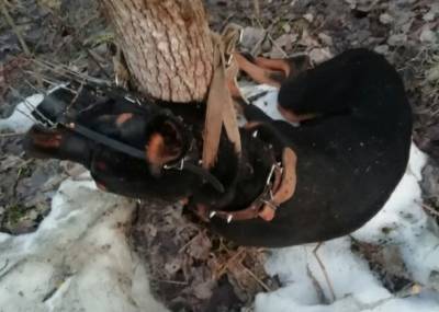 В Сыктывкаре нашли погибшего добермана, которого обмотали вокруг дерева - bnkomi.ru - Сыктывкар